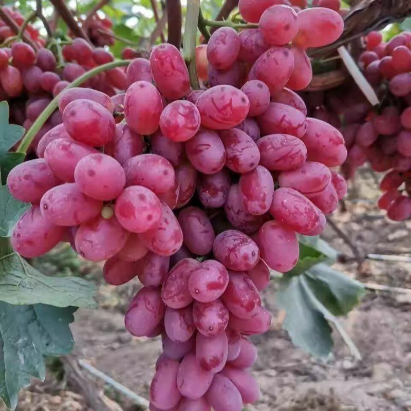 红艳天葡萄红提山东基地直发保质保量现摘现发量大从优一条龙