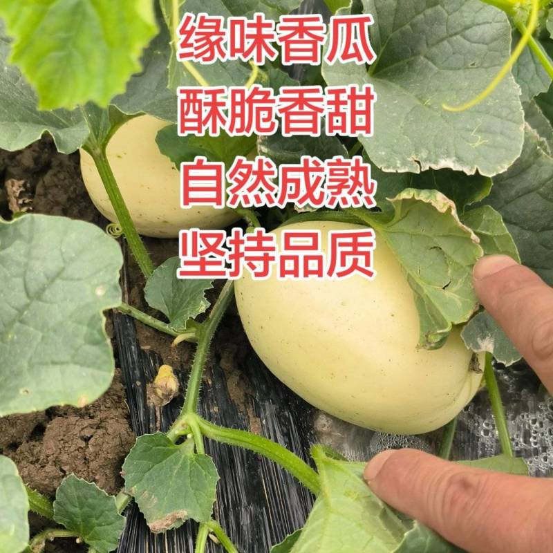 星甜二四自然成熟原生种苗非嫁接头茬酥脆香甜