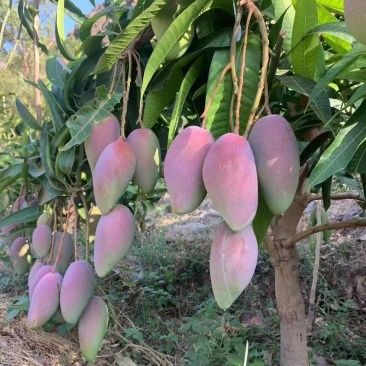 攀枝花红贵妃芒果皮薄肉厚对接全国市场批发商超电商