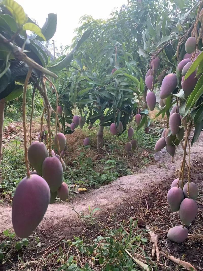 攀枝花红贵妃芒果皮薄肉厚对接全国市场批发商超电商