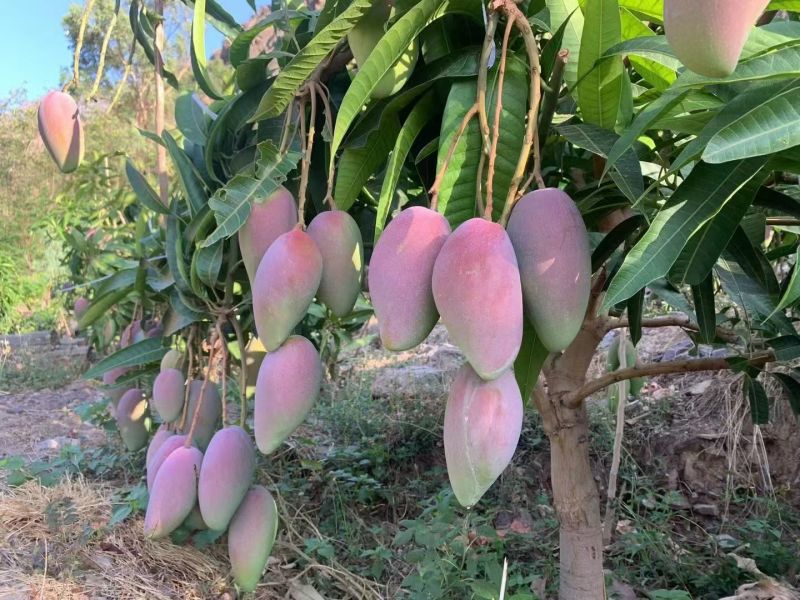攀枝花红贵妃芒果皮薄肉厚对接全国市场批发商超电商
