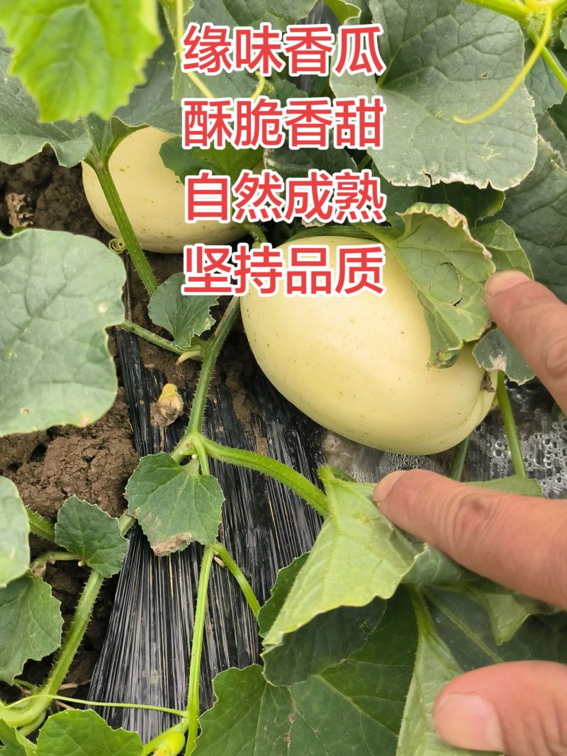 星甜二四自然成熟原生种苗非嫁接头茬酥脆香甜
