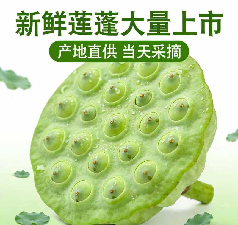 海南三亚莲蓬基地直供全国各地航空直飞