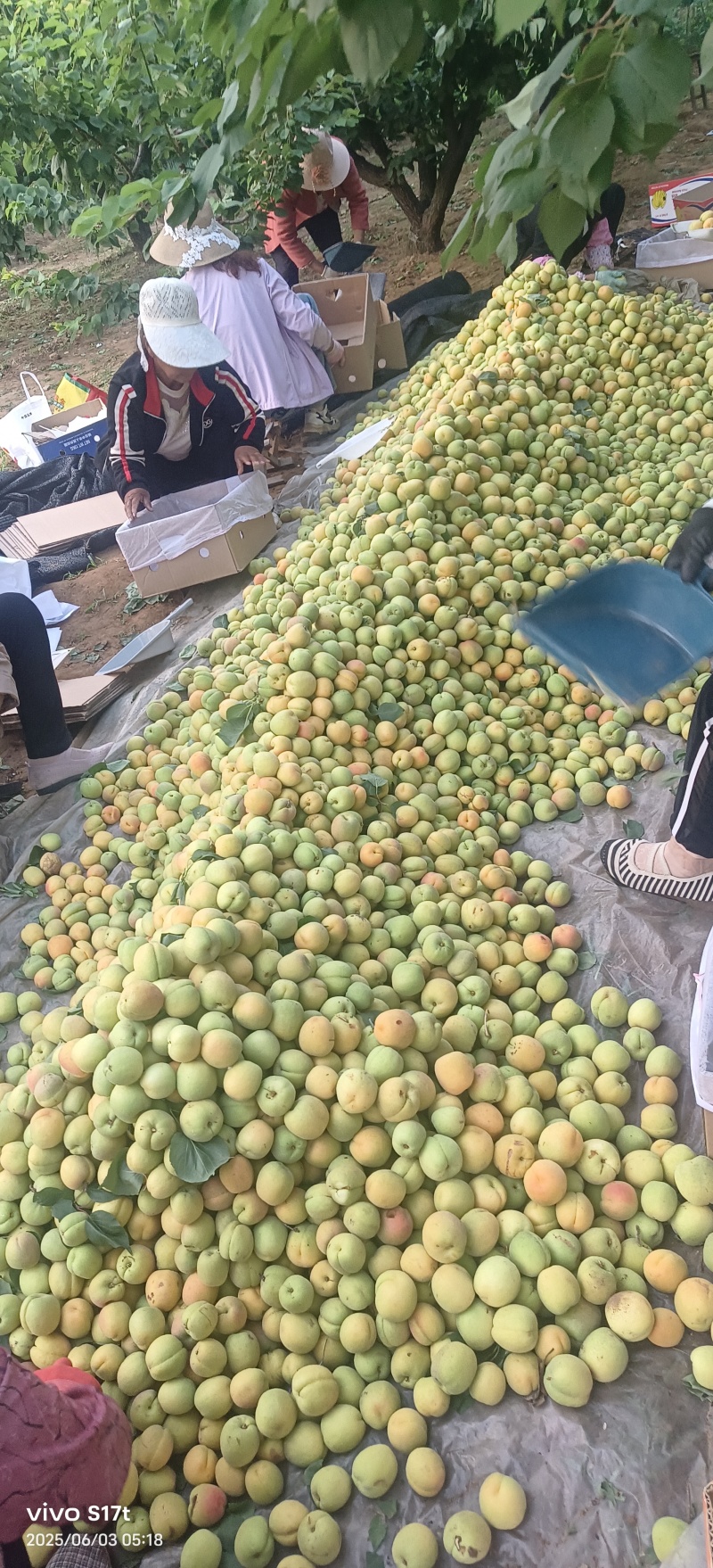 山东凯特杏基地大量上市了需要抓紧联系