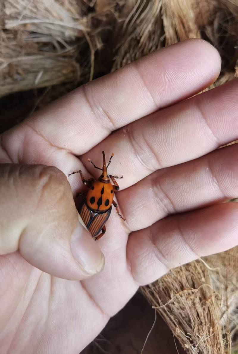 笋虫/竹虫虫种/广东茂名化州市基地养殖/欢迎购买