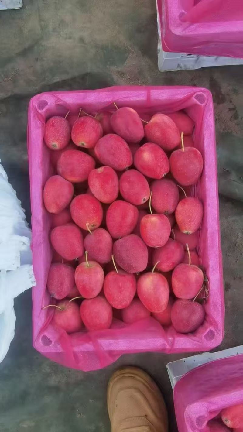 精品鸡心果，产地直销