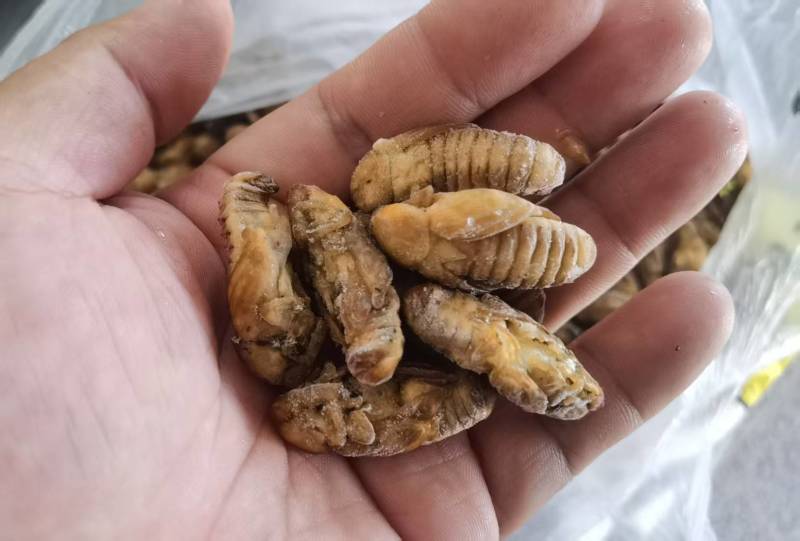 虫蛹/黄金蛹/广东茂名基地养殖/对接全国采购商
