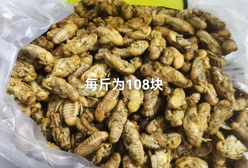 虫蛹/黄金蛹/广东茂名基地养殖/对接全国采购商