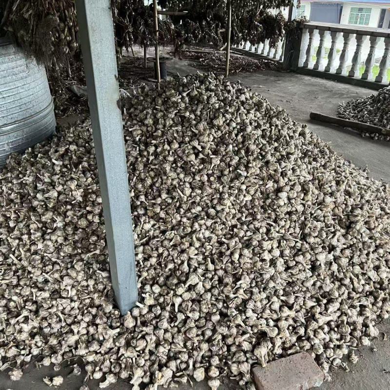 大蒜种子四川安州紫皮蒜新鲜上市产地直供量大从优