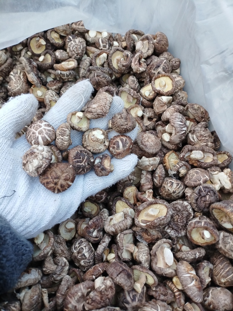 小香菇湖北随州花菇产地一手货源，餐饮、代卖、商务、电商