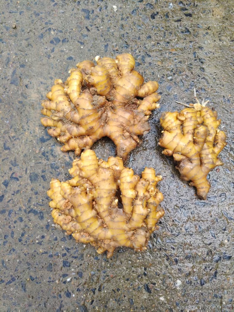 湖南小黄姜，二黄姜，本地生姜，原产地直发