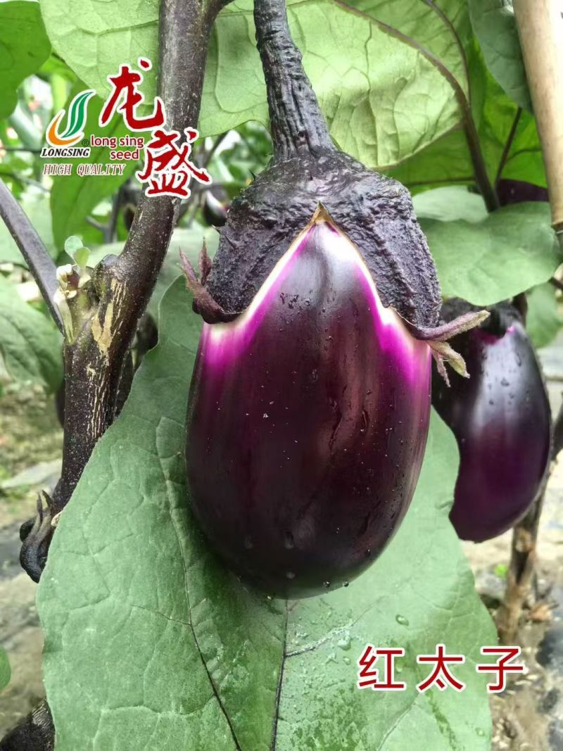红宝9403紫茄早熟果面紫红灯泡茄种子绿肉籽少合适春大棚