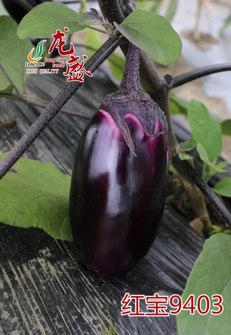 红宝9403紫茄早熟果面紫红灯泡茄种子绿肉籽少合适春大棚