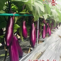 龙盛红茄种子早熟高产抗病外皮光泽肉质细嫩大田基地专用品质