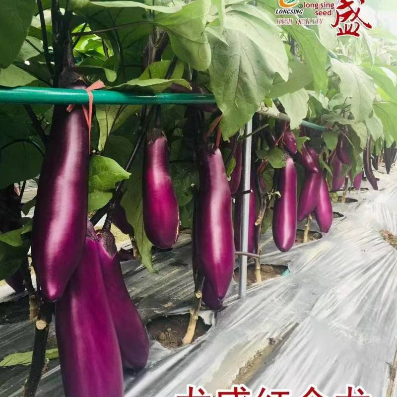 龙盛红茄种子早熟高产抗病外皮光泽肉质细嫩大田基地专用品质