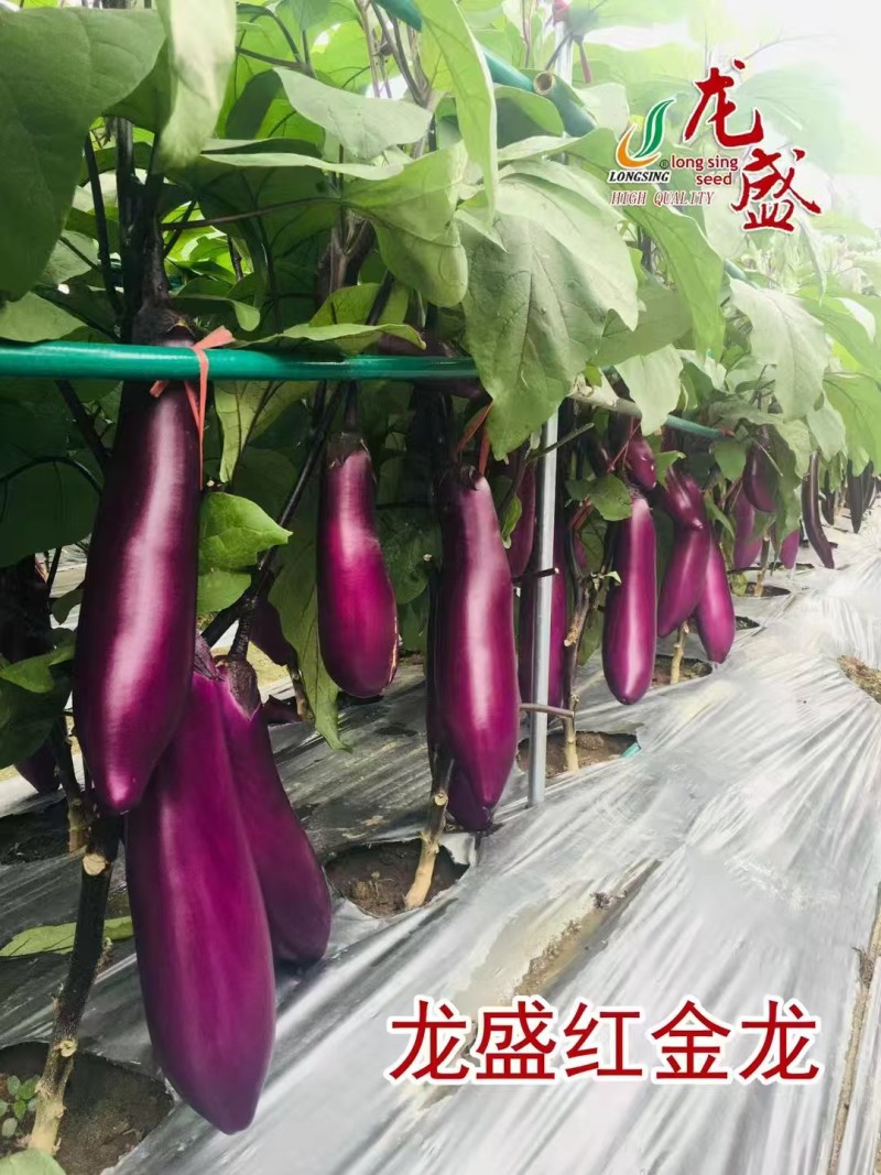龙盛红茄种子早熟高产抗病外皮光泽肉质细嫩大田基地专用品质
