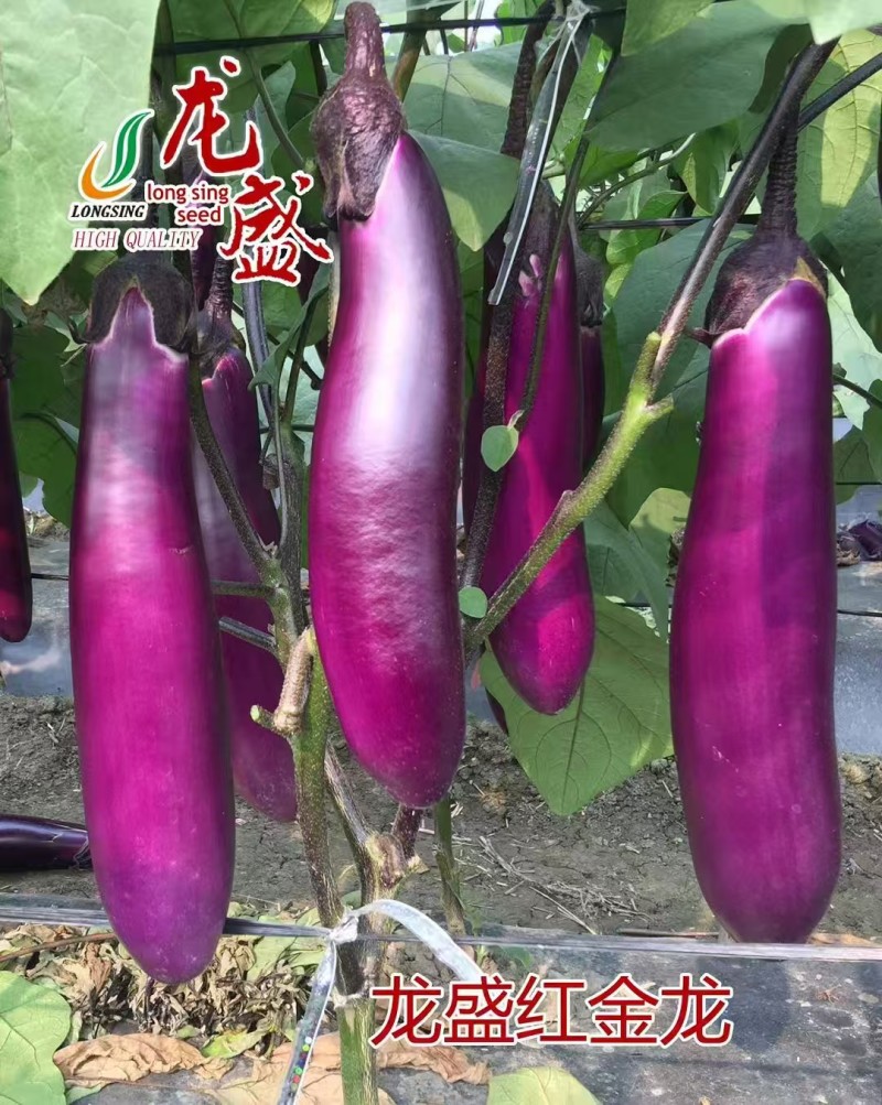 龙盛红茄种子早熟高产抗病外皮光泽肉质细嫩大田基地专用品质