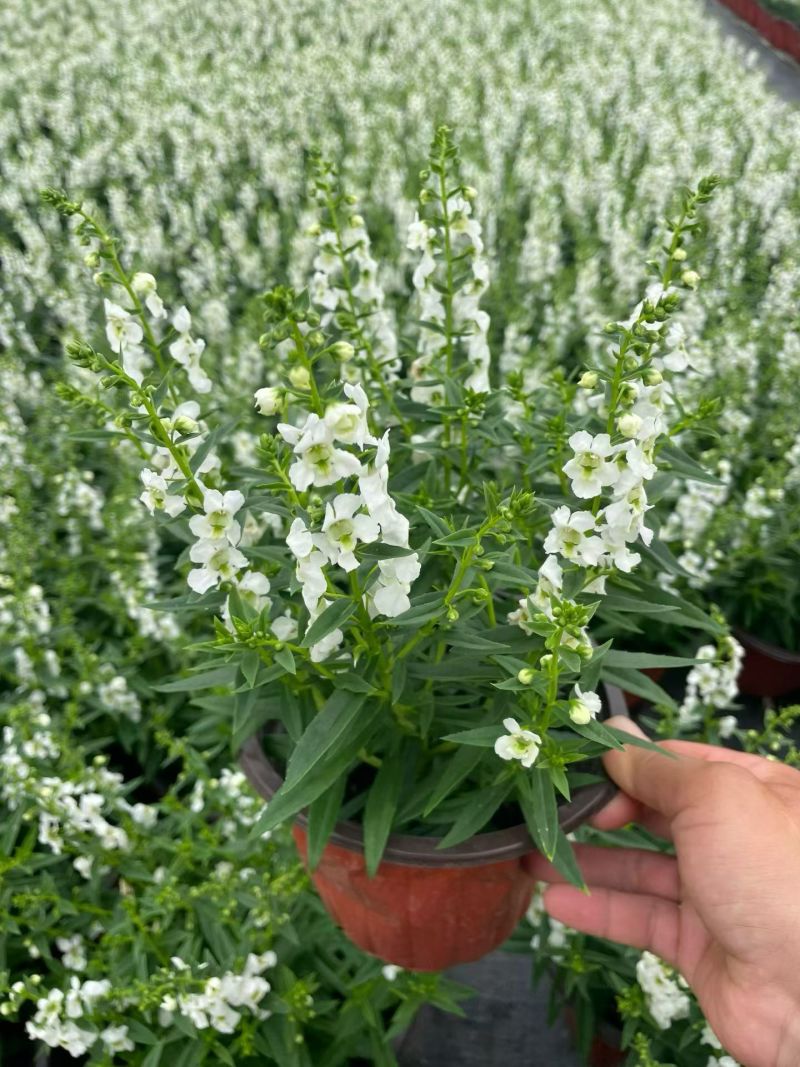 观花植物香彩雀180杯六色，基地有量，欢迎来订购。