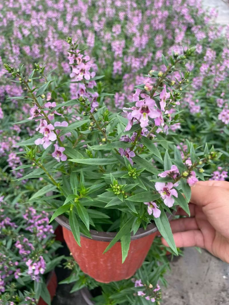 观花植物香彩雀180杯六色，基地有量，欢迎来订购。