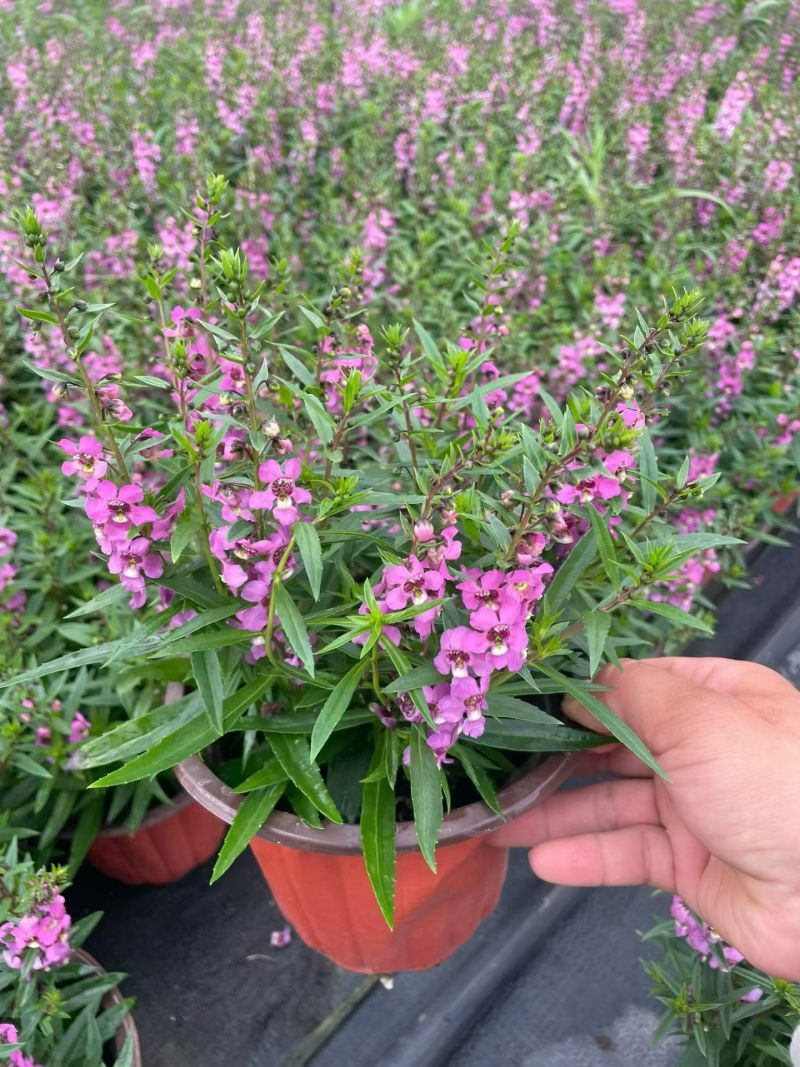 观花植物香彩雀180杯六色，基地有量，欢迎来订购。