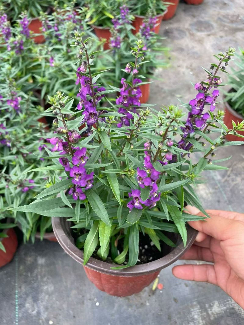 观花植物香彩雀180杯六色，基地有量，欢迎来订购。