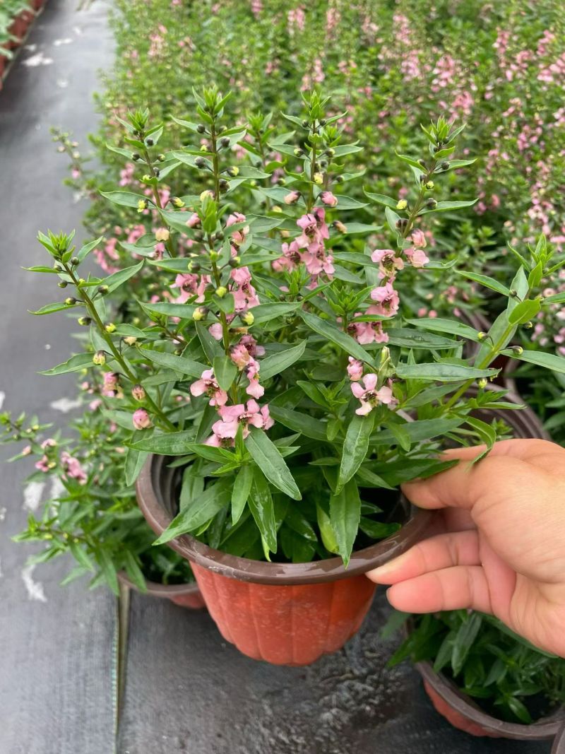 观花植物香彩雀180杯六色，基地有量，欢迎来订购。