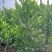 热带植物银合欢，冠幅:1.2m、1.5m，有量，欢迎订购