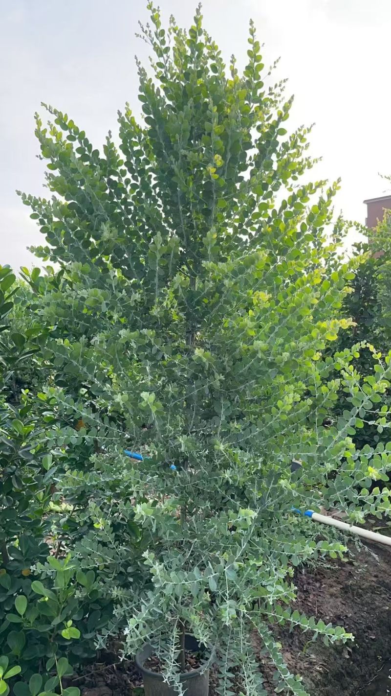 热带植物银合欢，冠幅:1.2m、1.5m，有量，欢迎订购