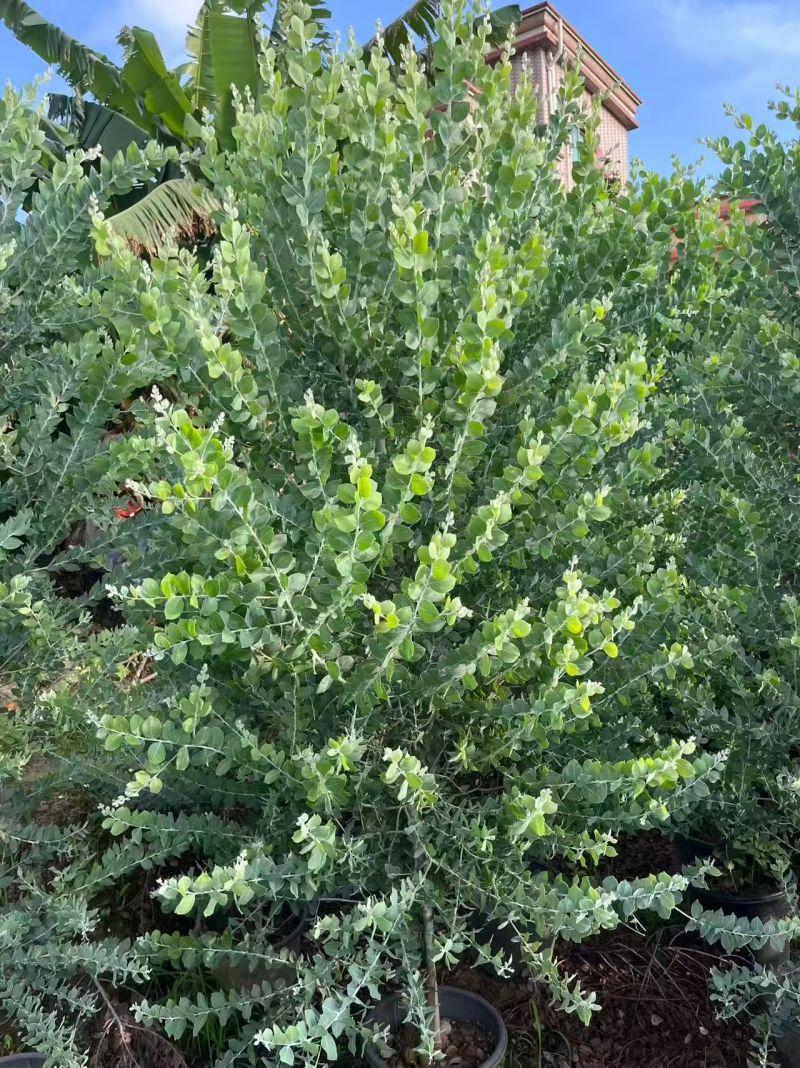 热带植物银合欢，冠幅:1.2m、1.5m，有量，欢迎订购