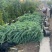 热带植物银合欢，冠幅:1.2m、1.5m，有量，欢迎订购