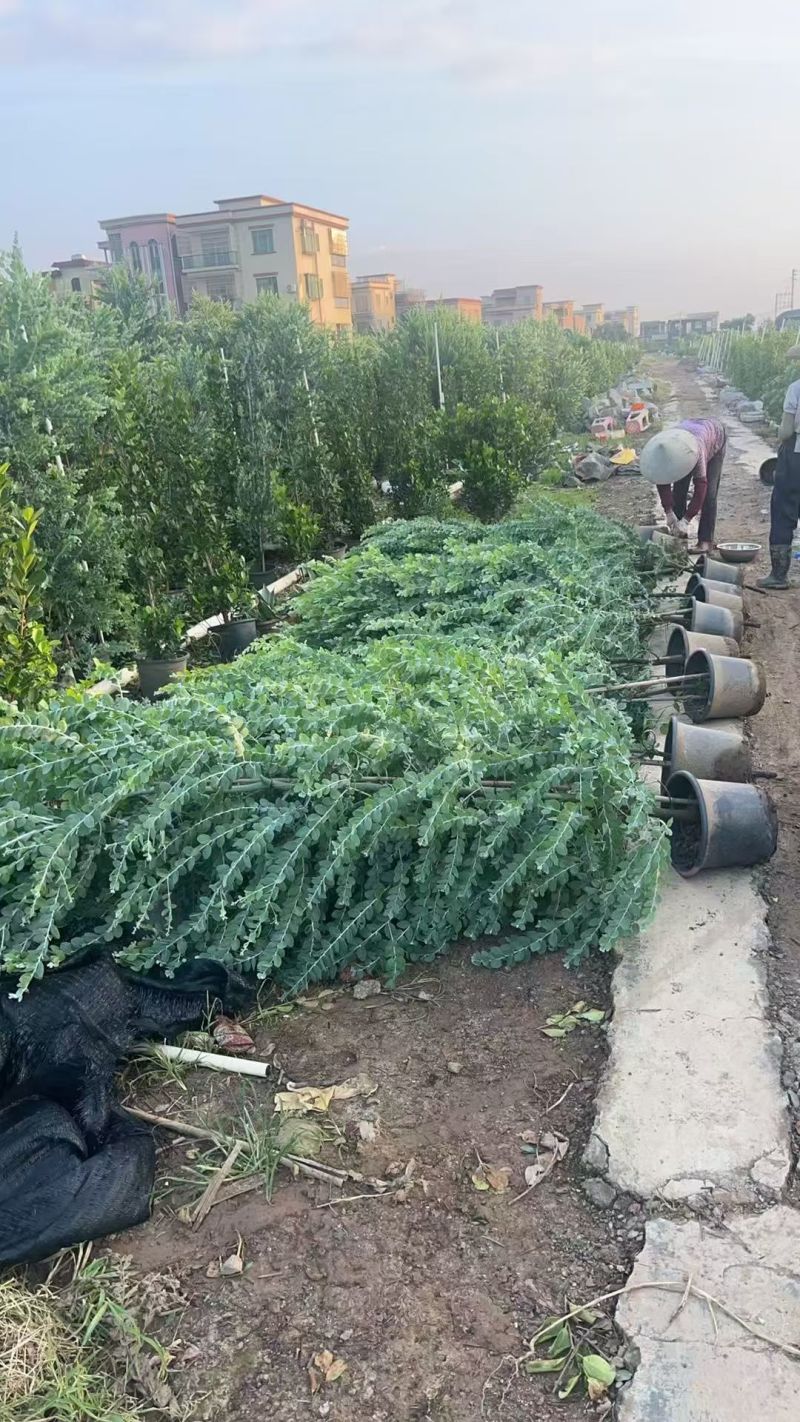热带植物银合欢，冠幅:1.2m、1.5m，有量，欢迎订购