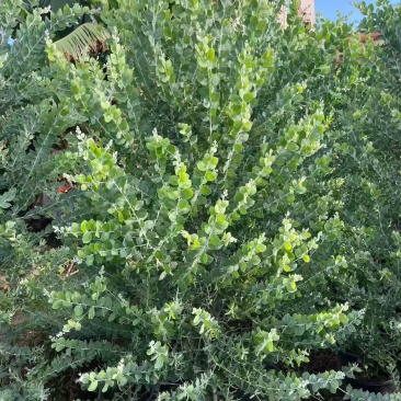 热带植物银合欢，冠幅:1.2m、1.5m，有量，欢迎订购
