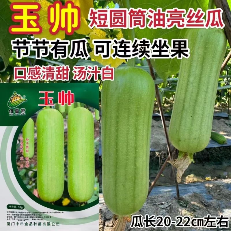 玉帅短棒肉丝瓜种子中早熟果皮绿白光滑油亮肉质紧实细嫩口感