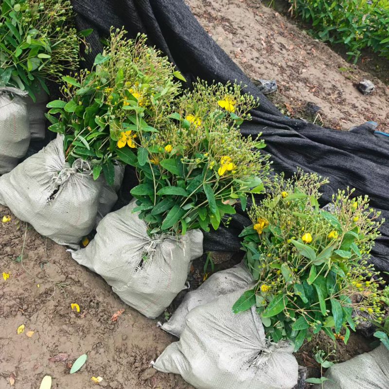 观花植物金丝桃大杯，高度:35cm，基地有量，欢迎订购。