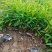 观花植物金丝桃大杯，高度:35cm，基地有量，欢迎订购。