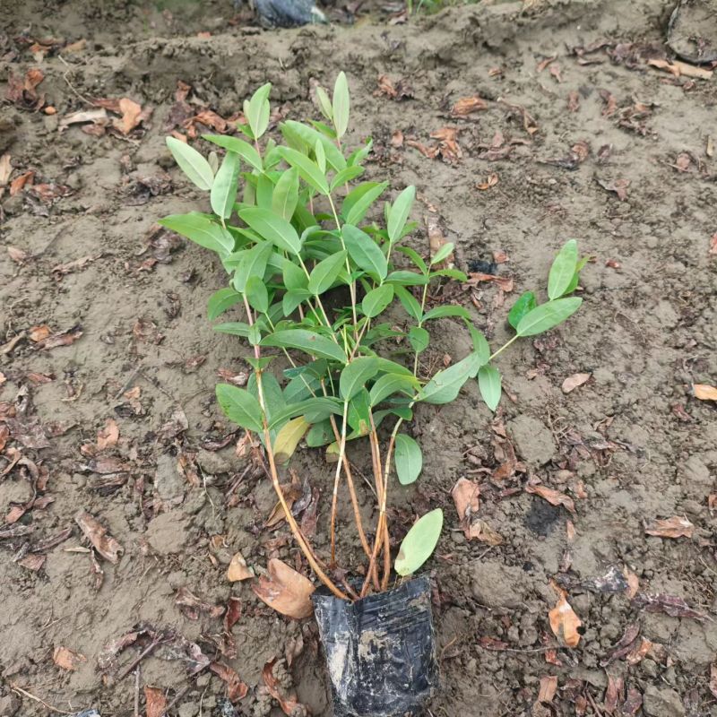 观花植物金丝桃大杯，高度:35cm，基地有量，欢迎订购。