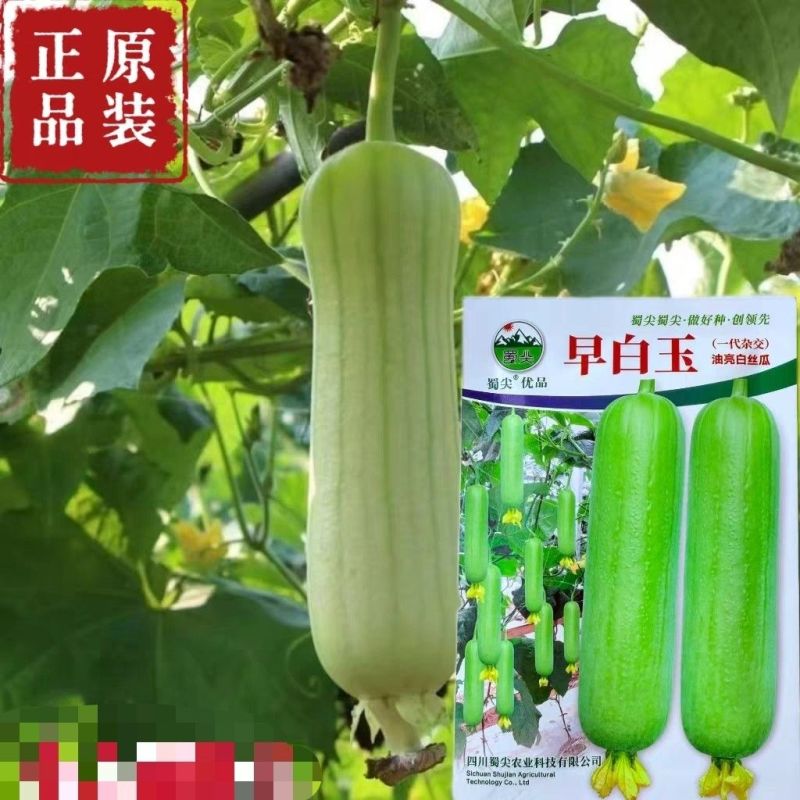 玉帅短棒肉丝瓜种子中早熟果皮绿白光滑油亮肉质紧实细嫩口感