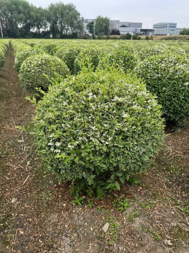 银姬小蜡球，冠幅1m、1.2m，基地有量，欢迎来订购。
