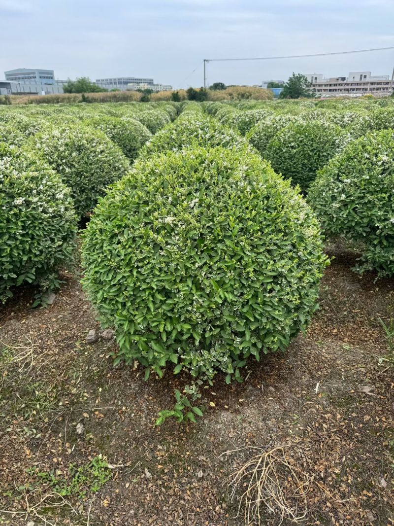 银姬小蜡球，冠幅1m、1.2m，基地有量，欢迎来订购。
