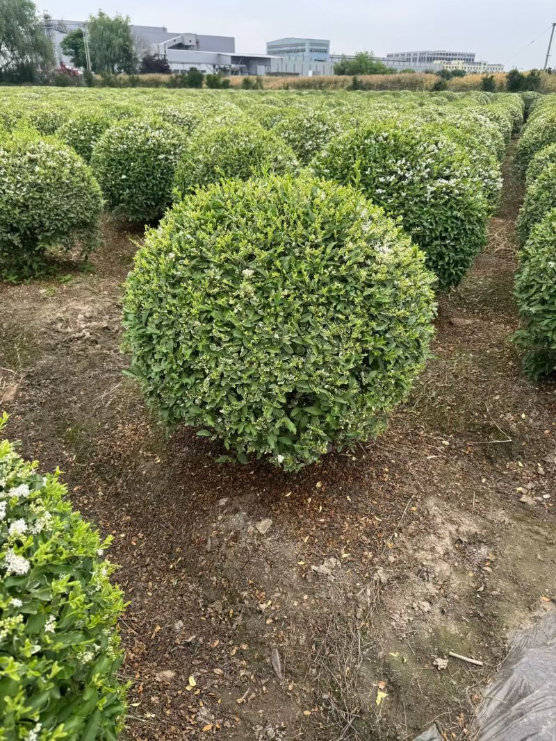 银姬小蜡球，冠幅1m、1.2m，基地有量，欢迎来订购。
