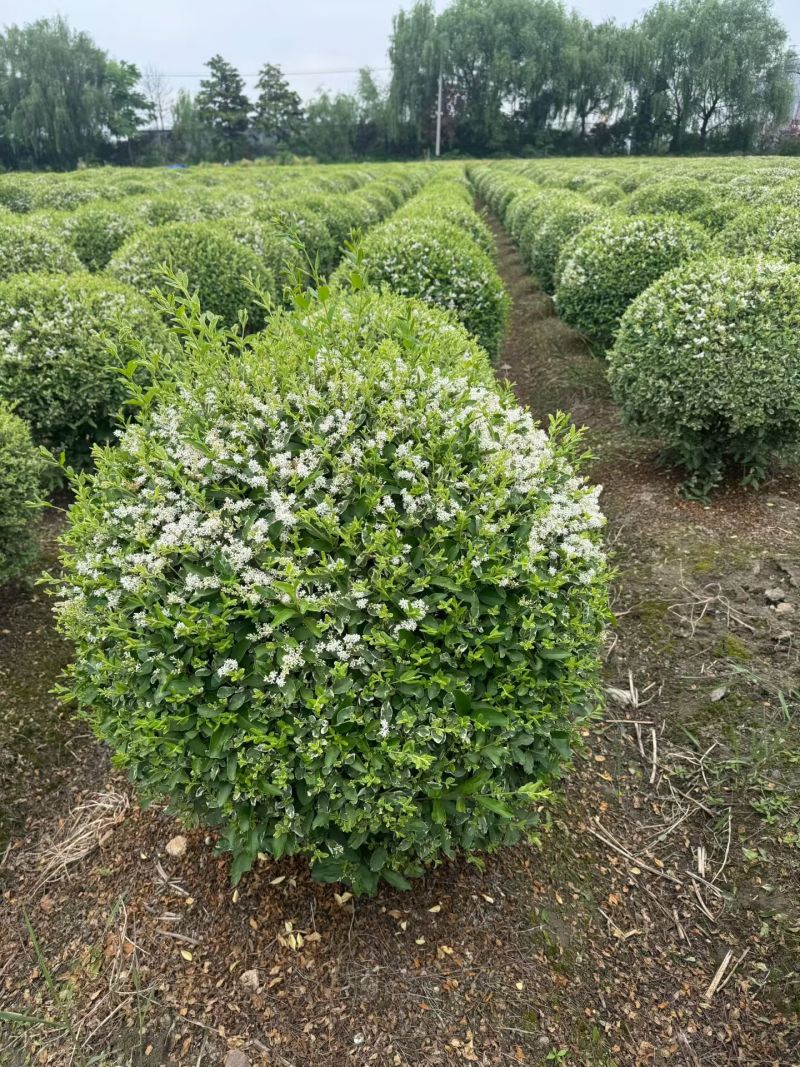 银姬小蜡球，冠幅1m、1.2m，基地有量，欢迎来订购。