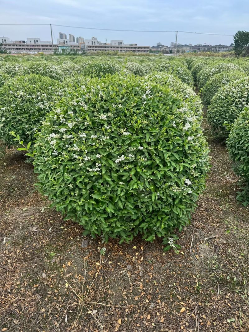 银姬小蜡球，冠幅1m、1.2m，基地有量，欢迎来订购。