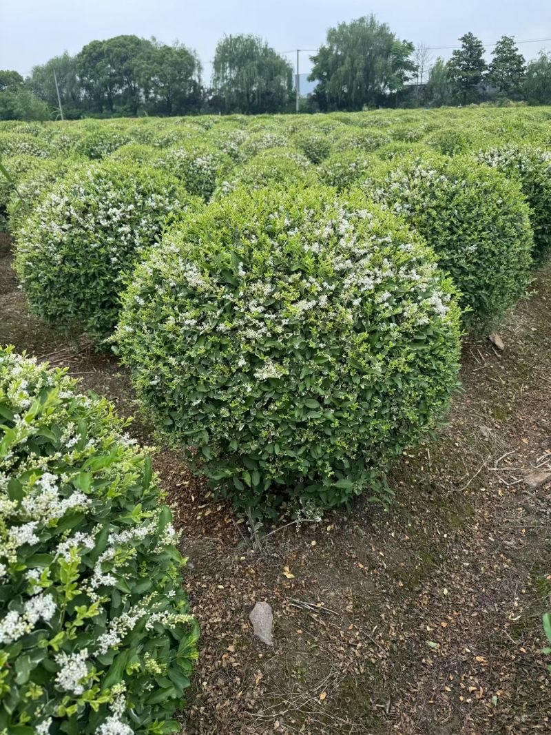 银姬小蜡球，冠幅1m、1.2m，基地有量，欢迎来订购。