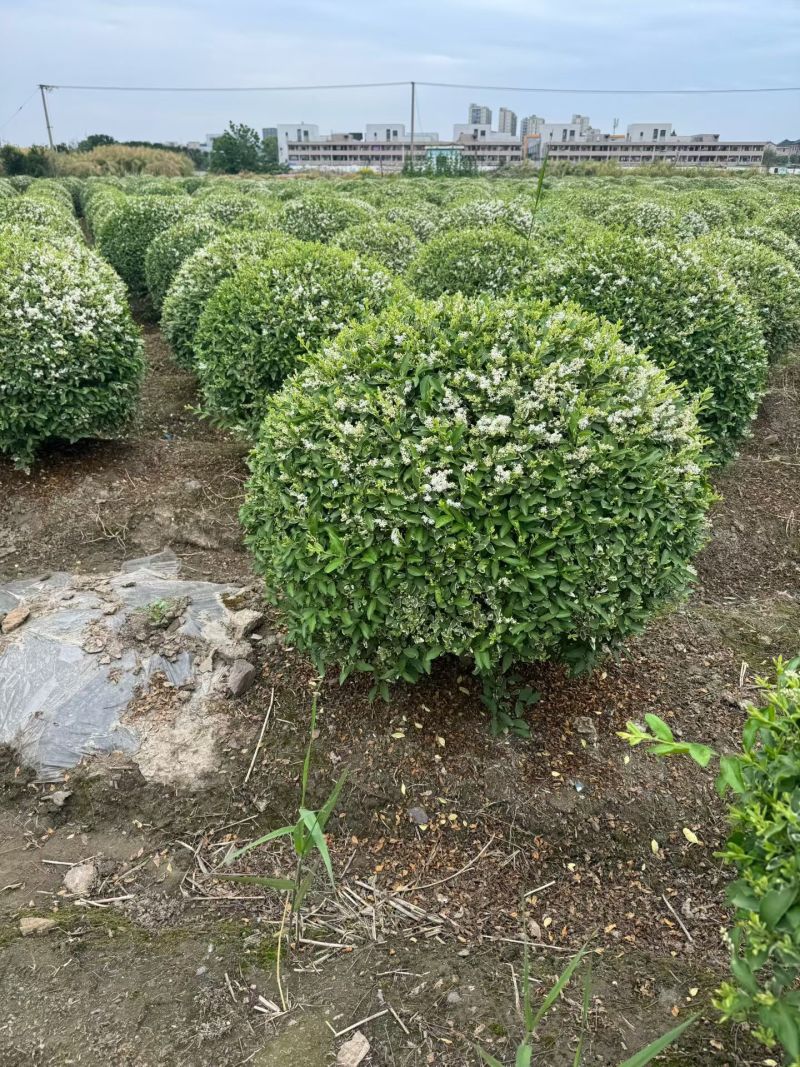 银姬小蜡球，冠幅1m、1.2m，基地有量，欢迎来订购。