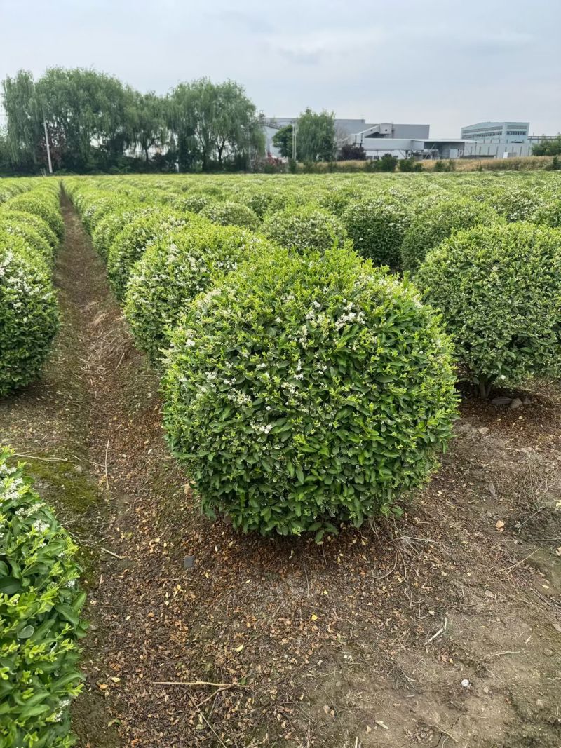 银姬小蜡球，冠幅1m、1.2m，基地有量，欢迎来订购。
