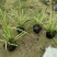 地被植物金叶苔草大黑杯、小黑杯，基地有量，欢迎订购。