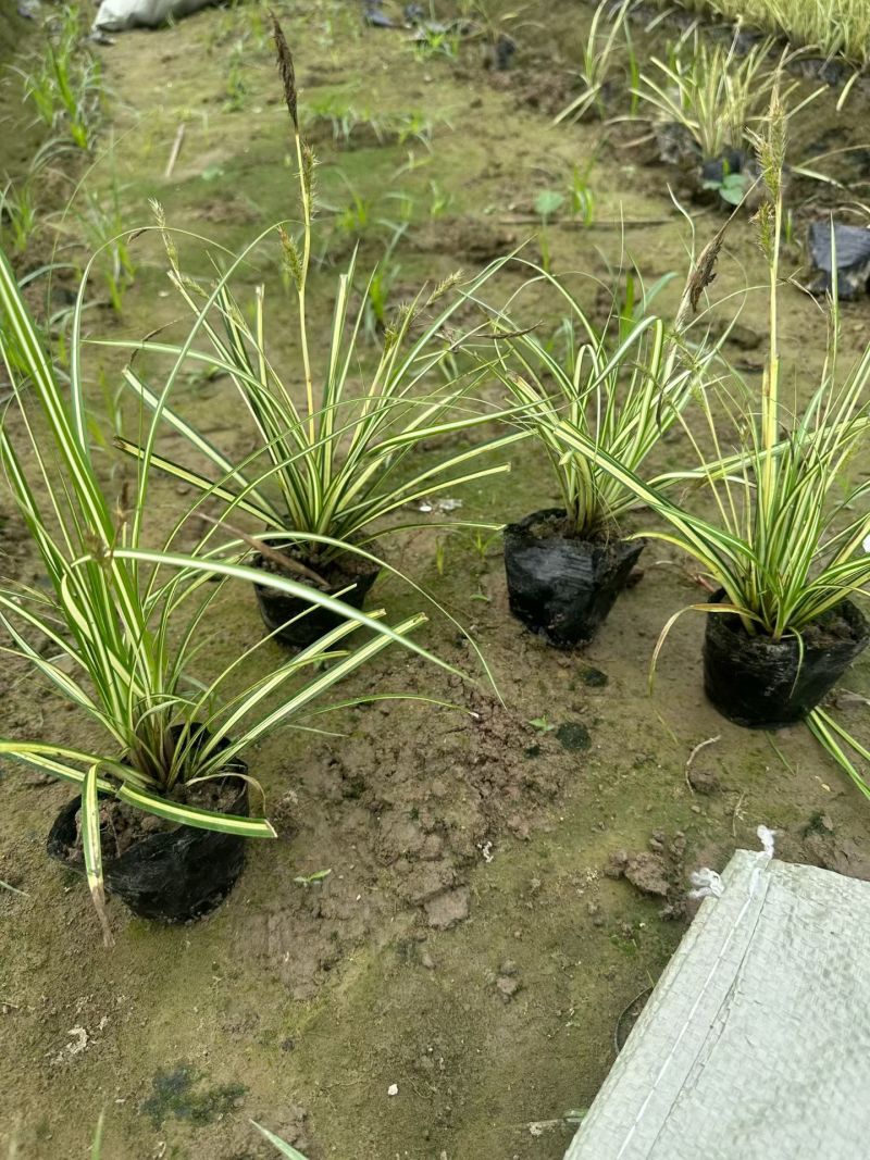 地被植物金叶苔草大黑杯、小黑杯，基地有量，欢迎订购。