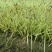 地被植物金叶苔草大黑杯、小黑杯，基地有量，欢迎订购。