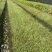 地被植物金叶苔草大黑杯、小黑杯，基地有量，欢迎订购。