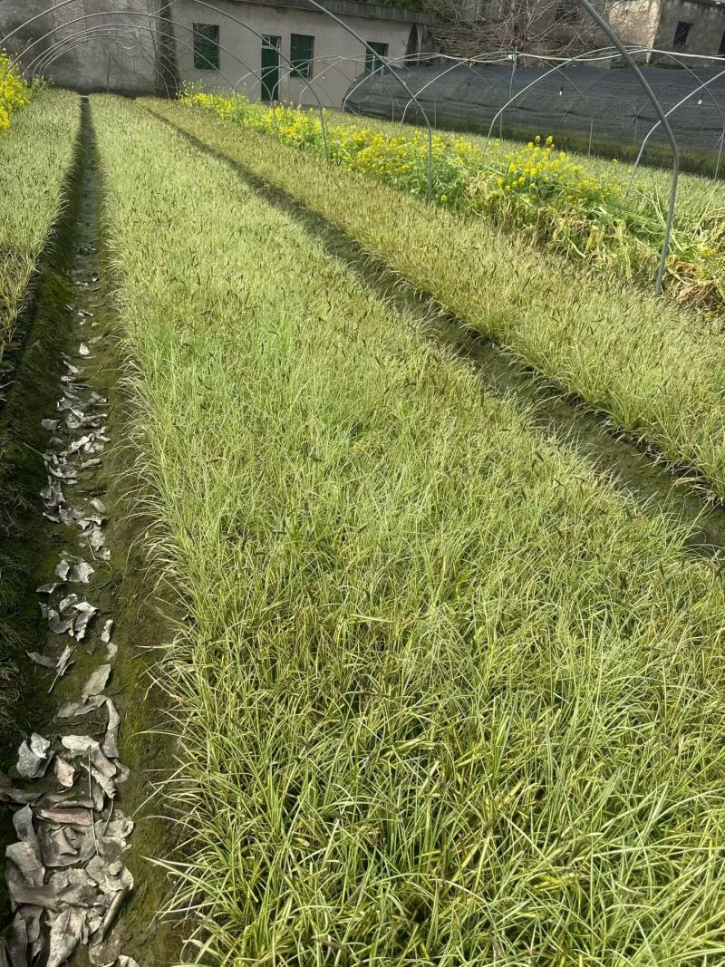 地被植物金叶苔草大黑杯、小黑杯，基地有量，欢迎订购。